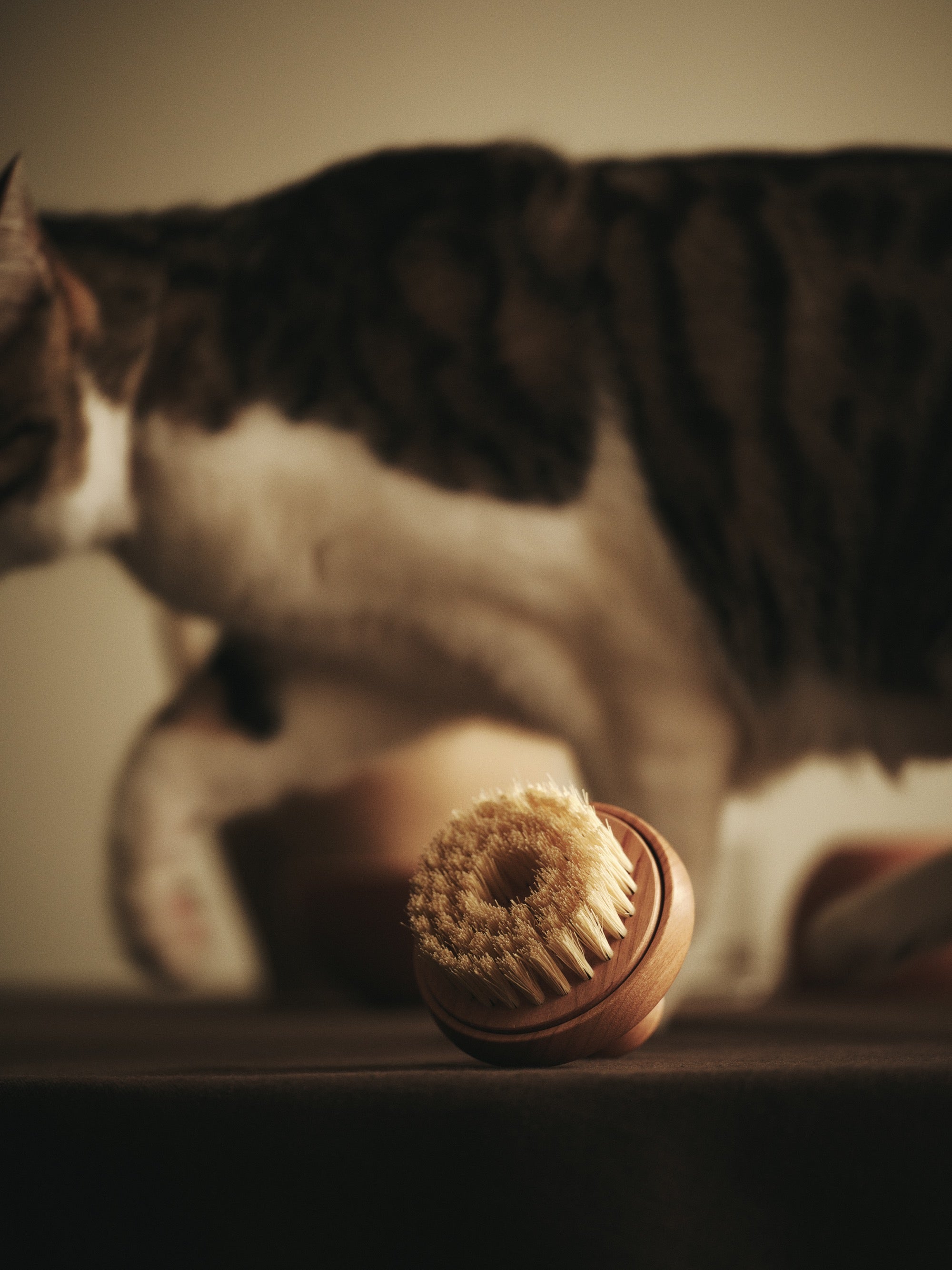 食器・餌やり・水やり用品 newa cat Nodding Bowl / Nara (Oak) newa